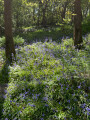 Bluebells, The Chevin
